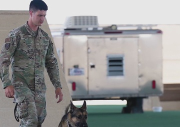 Military Working Dog Zecki Demonstrates Apprehension Training at Creech AFB