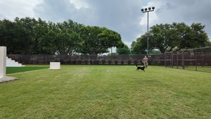 MWDs complete patrol and detection training