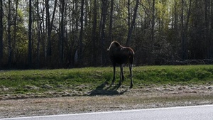 Moose B-Roll