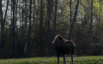 Moose B-Roll