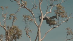 B-Roll: MRF-D 25.3: 2nd Bn., 1st Marines, VMM-363, ADF conduct air assaults during Predator’s Run