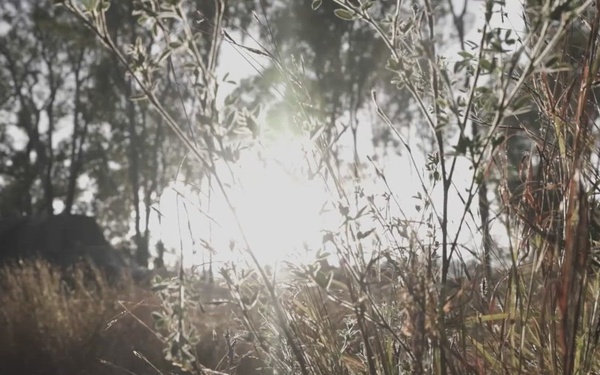 MRF-D 25.3: Southern Jackaroo 25