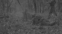 MRF-D 25.3: 2nd Bn., 1st Marines completes Predator Series 2025