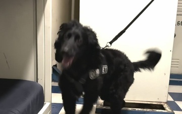 March Air Reserve Base Explosive Ordinance Disposal Team Support Joint K9 Exercise