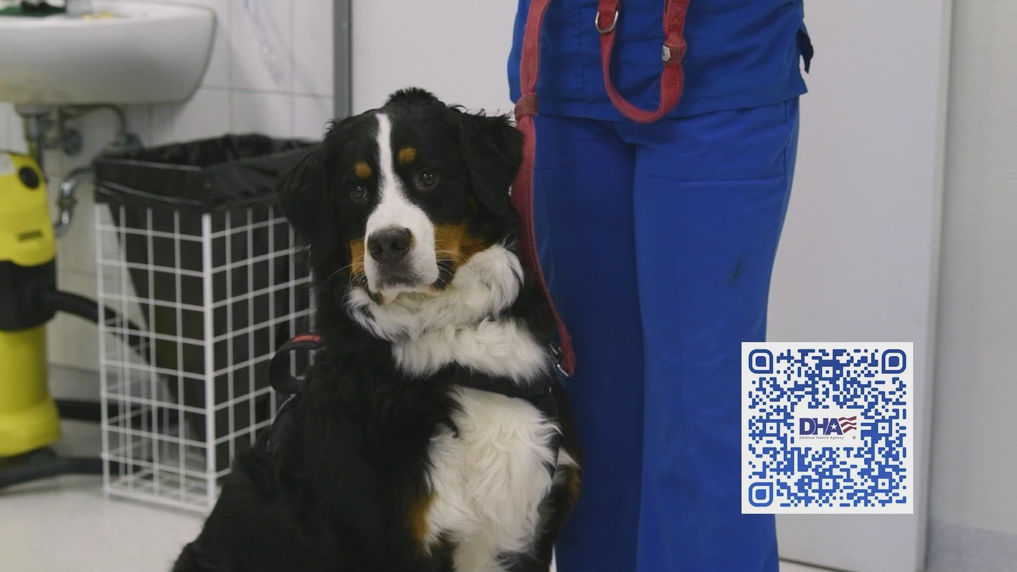 PSA reminding service members to register their pets at local veterinary facilities for PCS season.

(U.S. Air Force video by Senior Airman Kyle Smith)