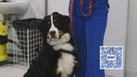 Traveling with Pets - AFN PSA