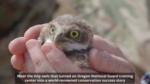 Oregon National Guard's Rees Training Center Hosts Nation's Most Successful Burrowing Owl Colony