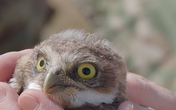 Oregon National Guard's Rees Training Center Hosts Nation's Most Successful Burrowing Owl Colony