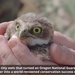 Oregon National Guard's Rees Training Center Hosts Nation's Most Successful Burrowing Owl Colony