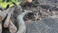 Waterway debris removal in Buncombe County, North Carolina