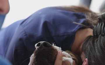U.S. Army veterinarians provide aid at local medical clinic