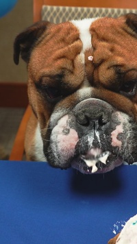 Rocky the Bulldog Celebrates Birthday
