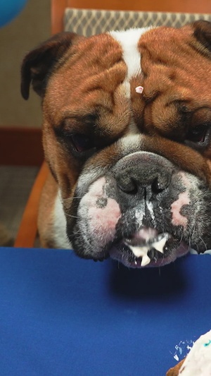 Rocky the Bulldog Celebrates Birthday