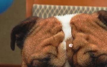 Rocky the Bulldog Celebrates Birthday