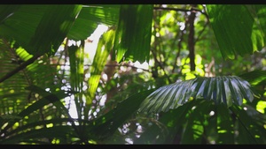 MRF-D 25.3: 3rd Bn., 11th Marines, conduct Jungle Warfare Training