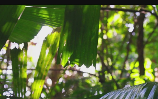 MRF-D 25.3: 3rd Bn., 11th Marines, conduct Jungle Warfare Training