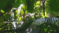 MRF-D 25.3: 3rd Bn., 11th Marines, conduct Jungle Warfare Training