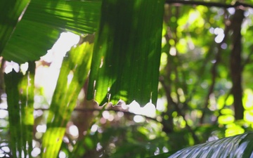MRF-D 25.3: 3rd Bn., 11th Marines, conduct Jungle Warfare Training
