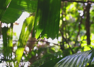 MRF-D 25.3: 3rd Bn., 11th Marines, conduct Jungle Warfare Training
