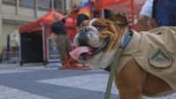 Marine Week Chicago 2025: Magnificent Mile Static Display