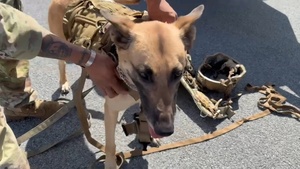 Spotlight on the 10th Mountain Division K-9 Unit