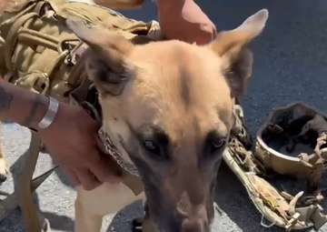 Spotlight on the 10th Mountain Division K-9 Unit