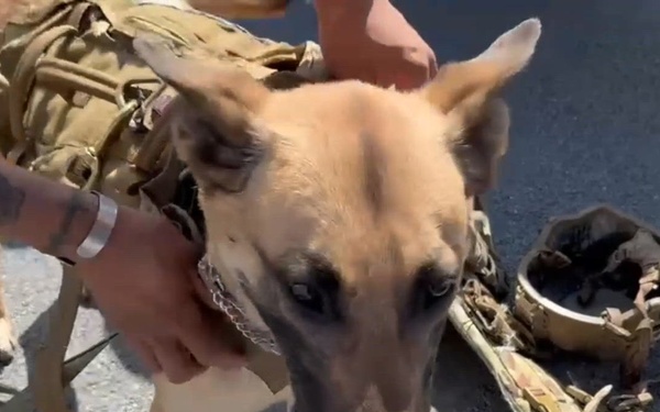 Spotlight on the 10th Mountain Division K-9 Unit