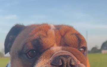 Rocky The Bulldog vs. Army Fitness Test