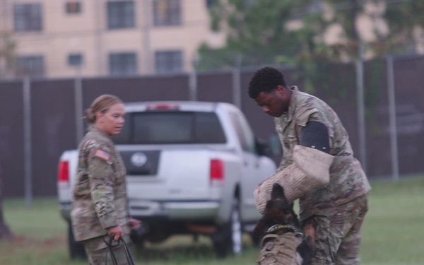 National Dog Day B-Roll