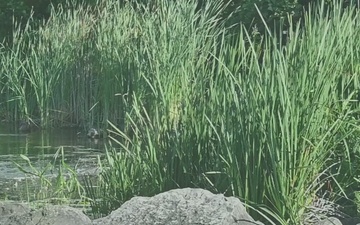 Stopping the Spread: USACE Hydrilla Treatment in Action