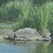 Stopping the Spread: USACE Hydrilla Treatment in Action