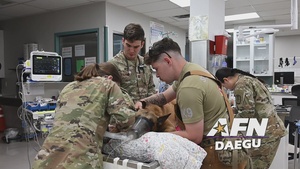 Military Dog Cleaning