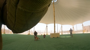 K9 Care in Combat: Medical Assessment Demonstration