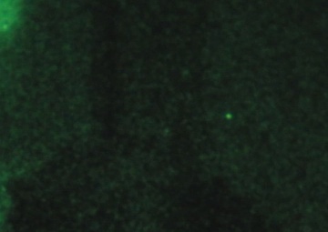 In the Shadows: 2 BCT at JRTC