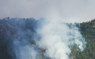 Our Forest Bill Is Due