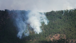 Our Forest Bill is Due