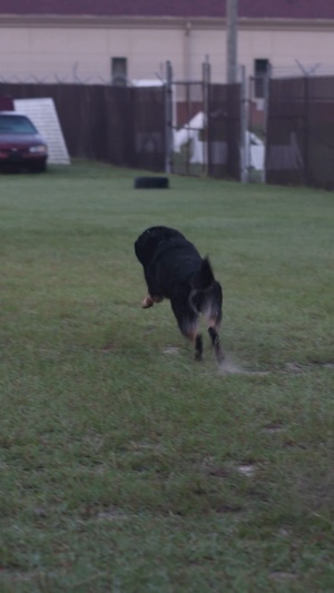 National Dog Day K9 Reel