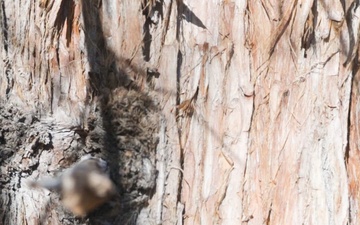 V35 and V11 Marines conduct mock lead climbing during Assault Climbers Course