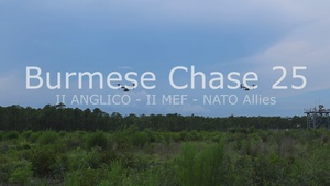 Burmese Chase 25
