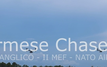 Burmese Chase 25