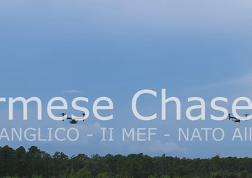 Burmese Chase 25