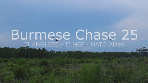 Burmese Chase 25