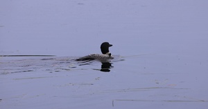 Ottawa National Forest - Sylvania Wilderness Loons - B-Roll