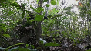 Super Garuda Shield 25 Jungle Field Training Exercise