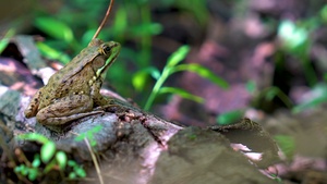Rapid Ecological Assessment | New York