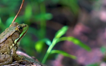 Rapid Ecological Assessment | New York