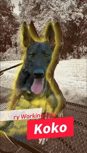 Meet Koko the Military Working Dog