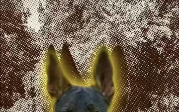 Meet Koko the Military Working Dog