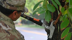 JTF - DC tends to famous cherry trees