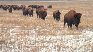 Winter Bison B-Roll